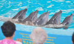 Dolphin bay phuket 1.png